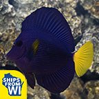 Purple Tang